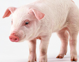 当前生物安全防控及非瘟猪场复养之要点