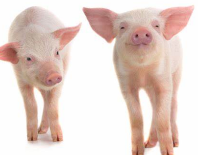 冬天如何养好猪