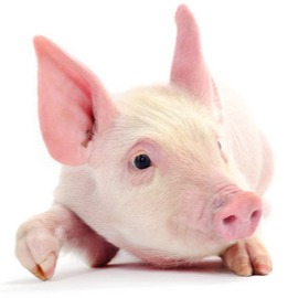 养猪亏本为什么还有那么多人养？养猪亏损为什么大家还在硬扛？