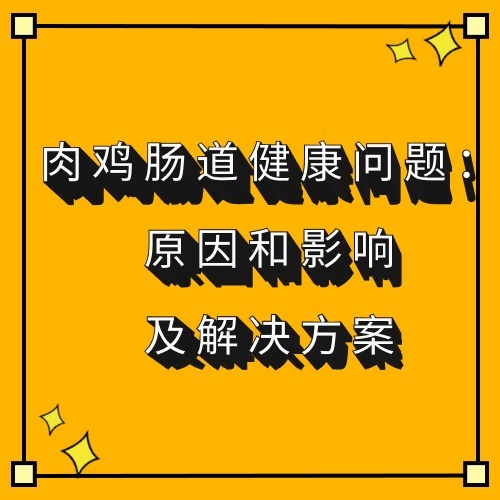 肉鸡肠道健康问题：原因和影响及解决方案