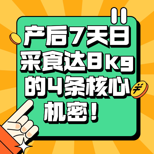 产后7天日采食达8kg的4条核心机密！