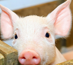 断奶猪快速恢复采食的关键点