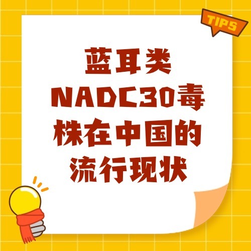 蓝耳类NADC30毒株在中国的流行现状