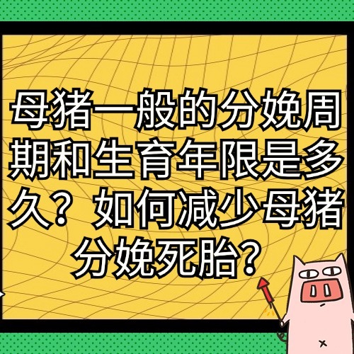 母猪一般的分娩周期和生育年限是多久？如何减少母猪分娩死胎？