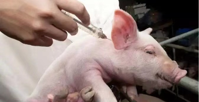 夏季猪场疫苗免疫注意事项,做错了等于白做!