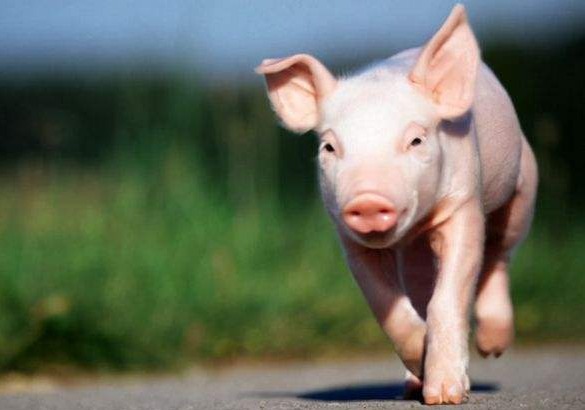 今日大部上涨；周末猪价持续偏强；供应偏紧支撑猪价上涨