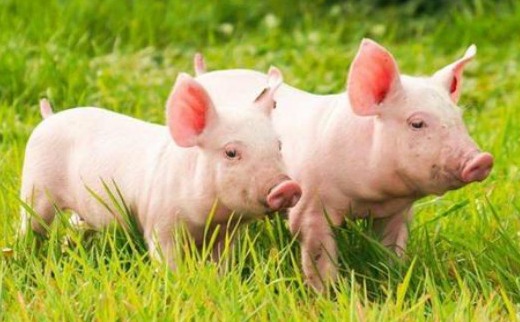 谋细抓实改革任务，为乡村全面振兴增动力添活力