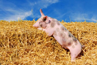 继续暴涨！【明天猪价】8月6日全国猪价涨跌表！