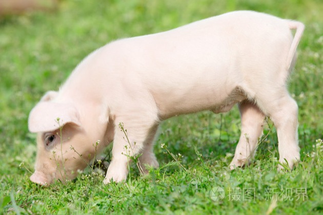 猪价猛涨爆红，猪价加速疯狂！11元猪价来了！