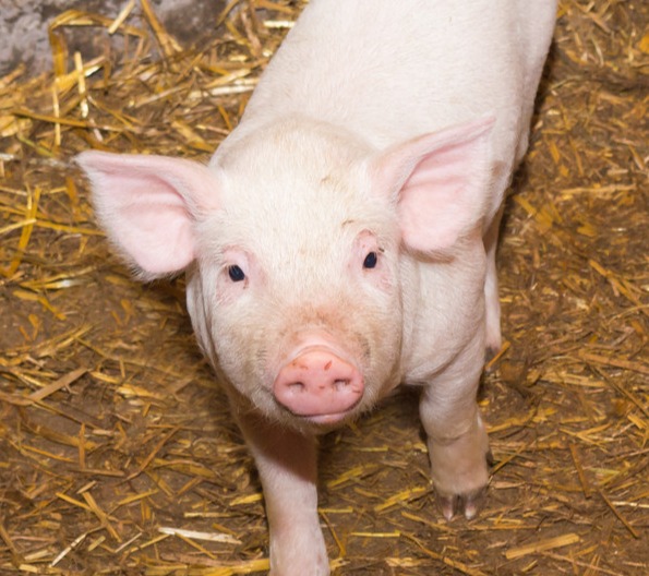 猪价“涨不停”！今年来猪价涨幅已超30%，预计后市仍将偏强运行，不过养殖户不应盲目乐观......