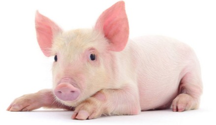 8月5日全国农产品批发市场猪肉平均价格为25.42元/公斤 比上周五上升0.4%