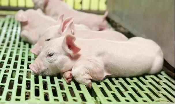 大商所修改生猪期货业务细则，新增整车过磅称重