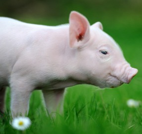 猪价还能涨！【明天猪价】8月8日全国猪价涨跌表！