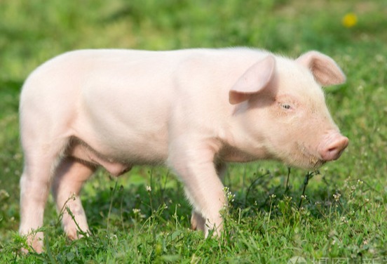 涨疯了！多省猪价逼近12元，这波涨价潮能维持到年底吗？