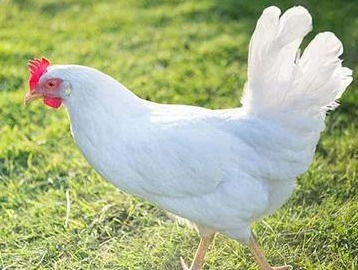 2024年8月7日全国白羽肉毛鸡价格汇总