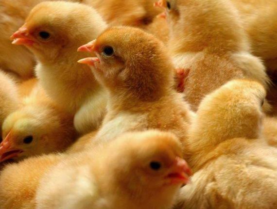 2024年8月7日817鸡苗和毛鸡价格早报