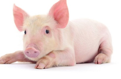 猪价冲破22元！“超级利润”是否会触发猪企加大出栏的冲动？