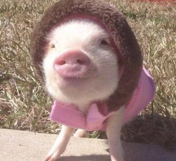 上市猪企7月销售业绩公布！猪价冲向11元！头均利润创新高！