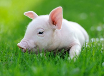 猪价还能涨！【明天猪价】8月9日全国猪价涨跌表！