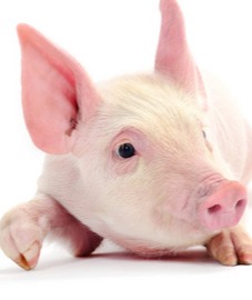 猪价涨得“一塌糊涂”！国家发改委最新发声！涉及这些...