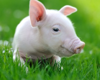 猪价加速上涨！冲破20元每公斤！大涨之下“危机涌现”？