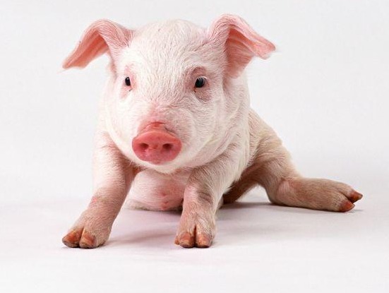 猪价全面大暴涨！价格“失控”，国家终于出手了！卖一头猪赚1000元？