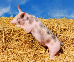 生猪养殖盈利显著回升 散户扩产意愿却有点淡