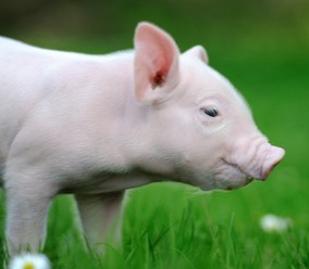 猪价大涨！【明天猪价】8月10日全国猪价涨跌表！