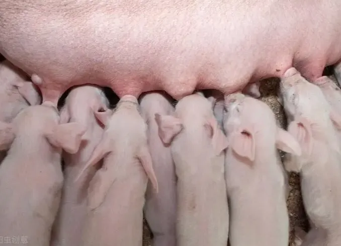 如何将母猪转化为成功的母猪？