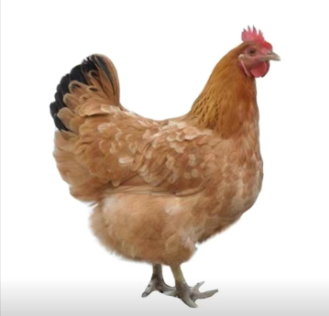 鸡舍内的合适湿度