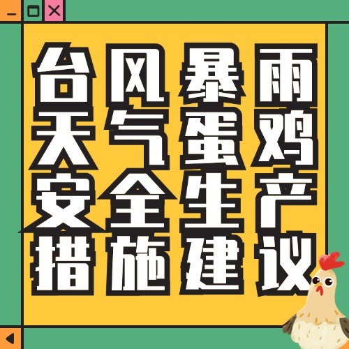 台风暴雨天气蛋鸡安全生产措施建议