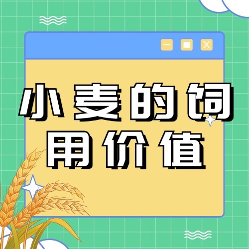 小麦的饲用价值
