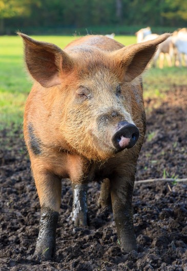 爆了！一吨大涨2000元！价格“失控”，集体大幅上涨？中央一声令下：先破后立！大势已定！