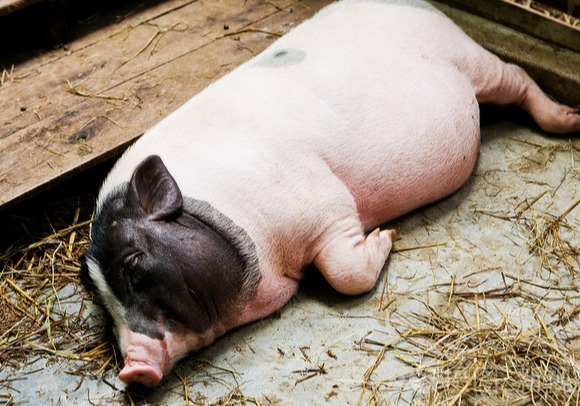 猪价牛气冲天！国家终于出手了？猪价一路上涨！强势反弹！