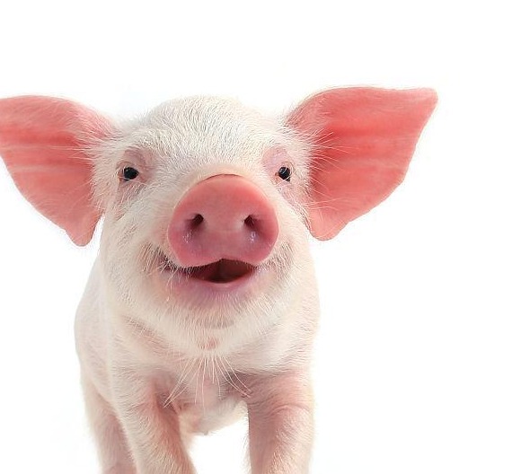 养猪企业，应该以猪为本，还是以人为本？