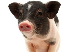 猪粮比价为8.26 比7月31日上升4.96%