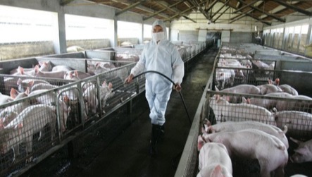 七种常见猪病的治疗方法