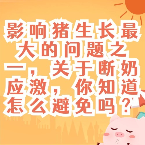 影响猪生长最大的问题之一，关于断奶应激，你知道怎么避免吗？