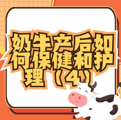 奶牛产后如何保健和护理（4）