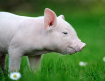 猪价还会涨！【明天猪价】8月16日全国猪价涨跌表！