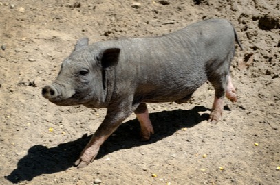 猪价开启新一轮上涨，8月中旬猪价又要起飞了？