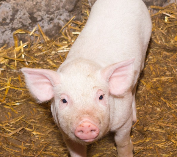 一夜突变，猪价上涨“猛抬头”！附：8月15日猪价