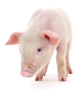 生猪价格节节攀升，行业“强现实”与“弱预期”交织