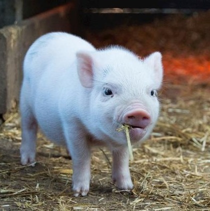 生猪：南北猪价走势不一，区域价差收窄