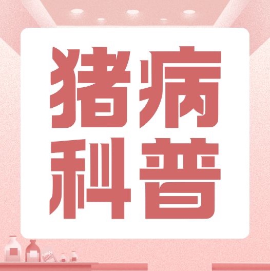 猪链球菌病到底是啥？有何症状？