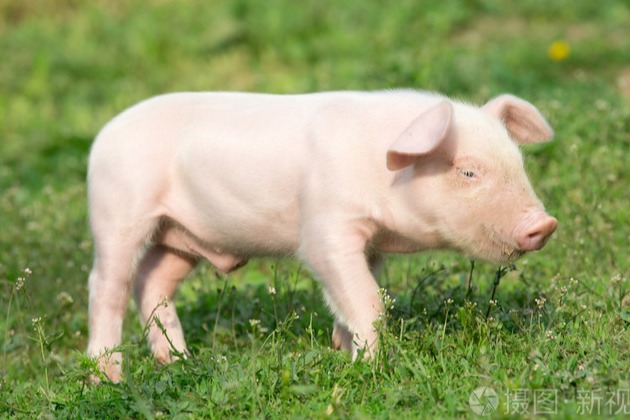 绿色养殖，健康猪：探索现代猪养殖新技术