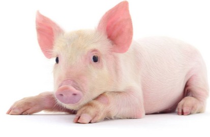 猪价、油价预警！8月16日，调价后92/95号汽油价格，猪价如何？