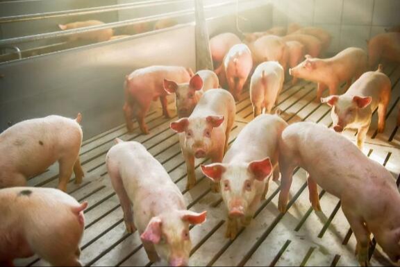 专业二次育肥群体涌现？上半年轻松赚百万，二次育肥成市场最大赢家！