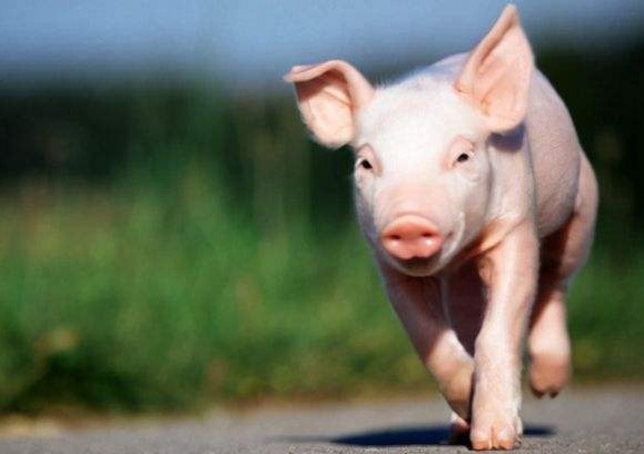 8月16日猪价“偏强上调”！19省上涨12省下跌，猪价下跌风险增大