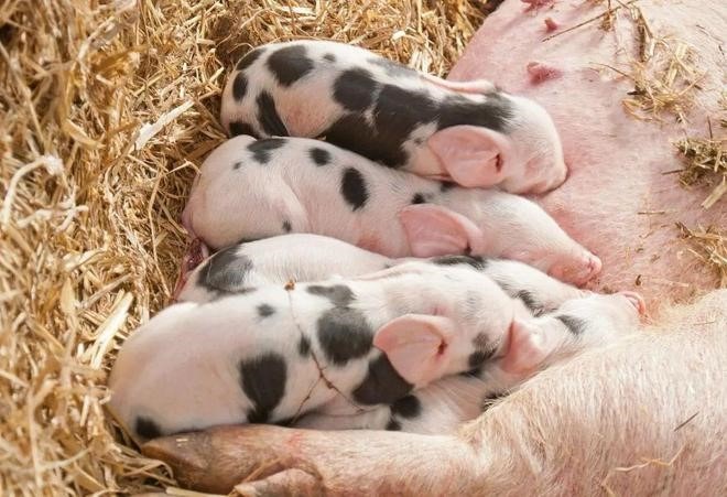 养好猪，从蓝耳病的防控开始（一）